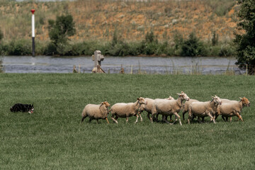 Sheepdog sheep herding trail dog on a beautiful sunny day