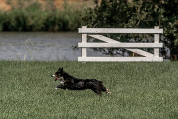 Sheepdog sheep herding trail dog on a beautiful sunny day