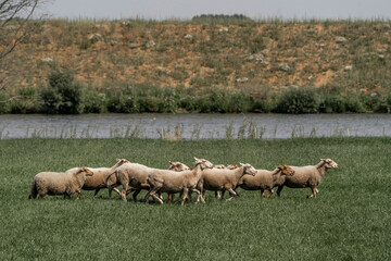 Sheepdog sheep herding trail dog on a beautiful sunny day