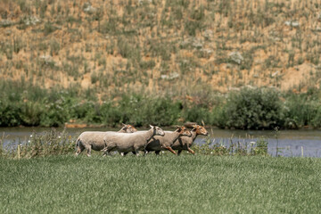 Sheepdog sheep herding trail dog on a beautiful sunny day running sheep