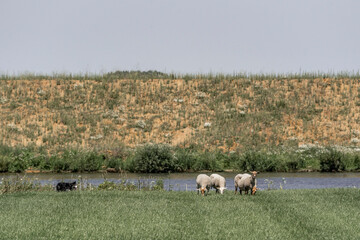 Sheepdog sheep herding trail dog on a beautiful sunny day