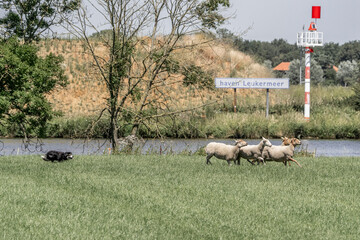 Sheepdog sheep herding trail dog on a beautiful sunny day