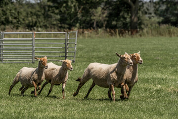 Sheepdog sheep herding trail dog on a beautiful sunny day