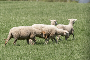 Sheepdog sheep herding trail dog on a beautiful sunny day