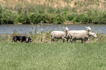 Obraz premium Sheepdog sheep herding trail dog on a beautiful sunny day