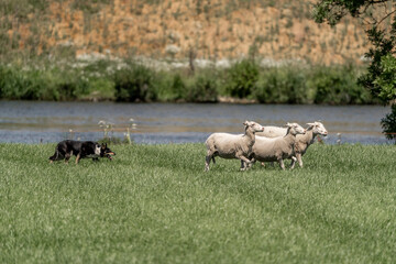 Sheepdog sheep herding trail dog on a beautiful sunny day