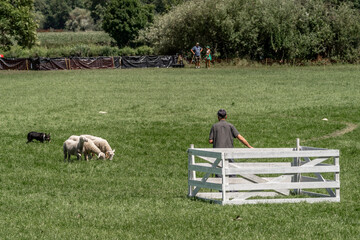 Obraz premium Sheepdog sheep herding trail dog on a beautiful sunny day