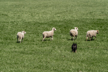 Sheepdog sheep herding trail dog on a beautiful sunny day