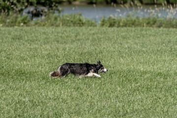 Sheepdog sheep herding trail dog on a beautiful sunny day