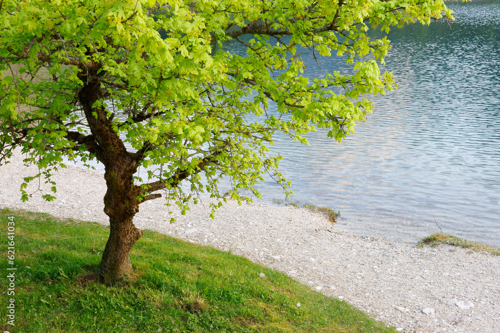 Poster summer evening landscape on jasna lake. nature scenery in triglav national park. location: triglav n