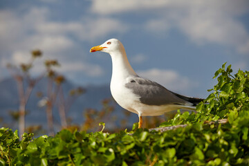 nice seagull over sky