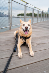 Happy Dog Smiling on a Wooden Pier