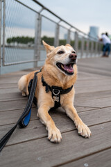 Happy Dog Smiling on a Wooden Pier