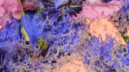 Field wild summer flowers underwater in air bubbles, cornflower, carnation. On a pink background.