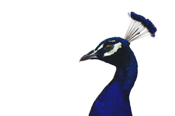 Kopf eines blauen Pfaus (Pavo cristatus), freigestellt