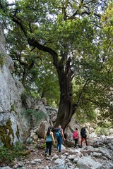 Naklejka na ściany i meble Tourists trek through a forest