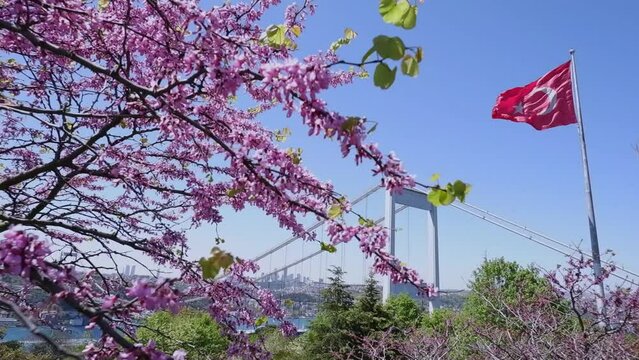 The Turkish flag is waving in the wind in a park overlooking the bridge over the Bosphorus and beautifully blooming sakura. Travel Istanbul background photo.