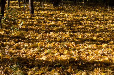 autumn maple leaves and shadows