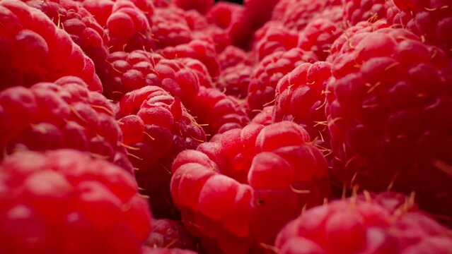 Ripe juicy raspberry. Healthy organic food. Fresh raspberries. Camera moving through heap of raspberries. Dolly shot using probe lens. Close-up in 4K, UHD