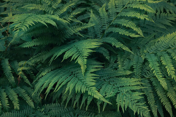 Fototapeta na wymiar Natural fern pattern, beautiful background made with young green fern leaves by summer day