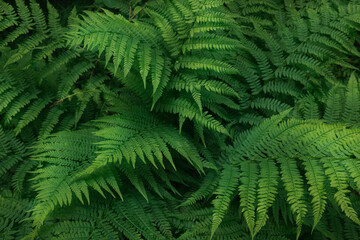 Natural fern pattern, beautiful background made with young green fern leaves by summer day