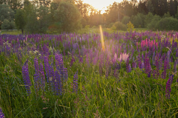 Meadow of lupine flowers and grass against the sunlight, forest on a warm summer day