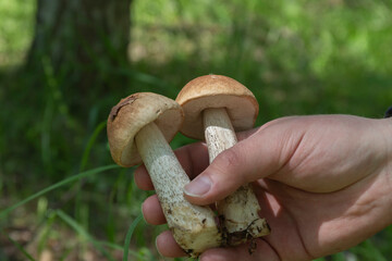 A mushroom hunter's hand with a couple of fresh birch boletes in the sunlight of a warm summer day. The concept of mushroom picking