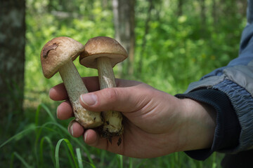 A mushroom hunter's hand with a couple of fresh scaber stalks in the sunlight of a warm summer day....