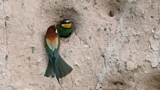 Two European bee eater Merops apiaster in the wild. The birds looks out of the hole and looks around.