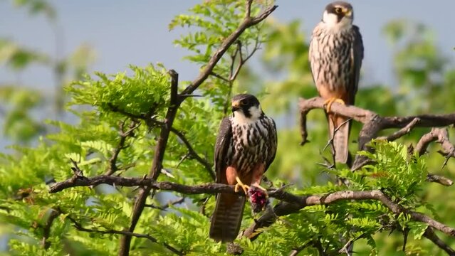 Bird Hobby Falco subbuteo in the wild. Two birds are sitting on a branch. A bird with prey in its paw.