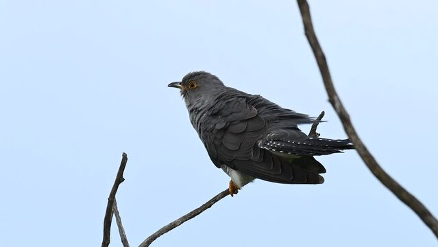 Bird Common cuckoo Cuculus canorus, in the wild. Close up.
