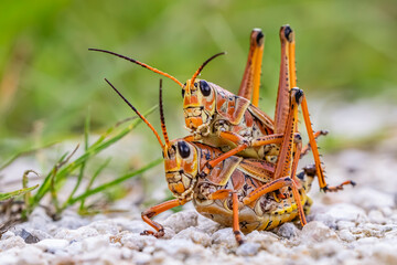 grasshopper on the grass