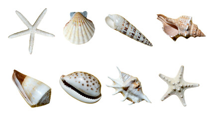 background with sea stars