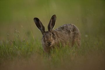 European hare is feeding on the meadow. Lepus europaeus on the meadow. Wildlife in Europe. 