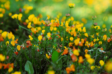 Spring meadow full of colorful flowers.