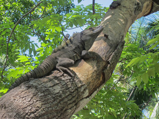 Giant black gecko in the jungles of Costa Rica. 