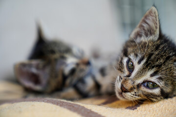 Sleeping striped fluffy gray kitten. The two cats is curled up on a blanket or in a pet crib, resting on a hot day, relaxing.