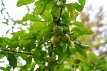 A branch with green unripe growing apples in an Apple orchard, on a summer day.