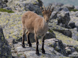 Cabra montesa en la Sierra de Guadarrama