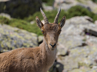 Cabra montesa en la Sierra de Guadarrama