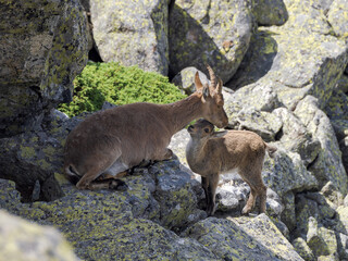 Cabra montesa en la Sierra de Guadarrama