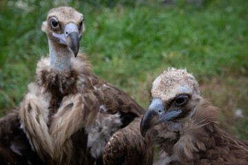 Two Griffon Vultures. Gyps fulvus. Big bird on a background of green grass. Portrait. Wildlife, Africa.