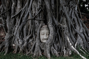 Buddha head in the tree