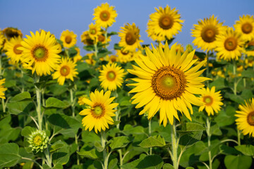 Sunflowers from the farmer's field