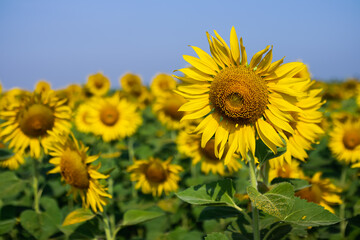 Fototapeta premium Sunflowers from the farmer's field