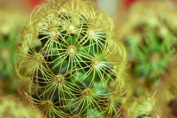 green mammillaria cactus with blur background