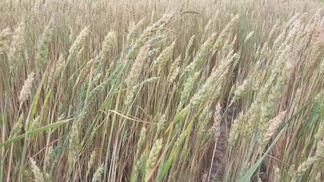 A field of wheat sways in the wind in the village