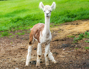 Baby Alpaca