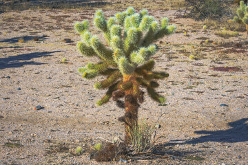 Joshua Tree National Park Barker Dam Trail