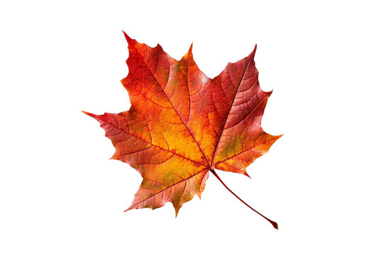 Autumn maple leave isolated on transparent background